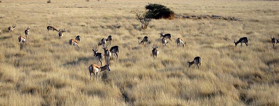 Gazellen im Etosha-Nationalpark