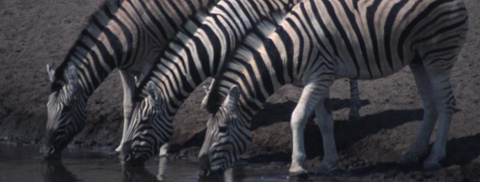 Zebras beim Trinken